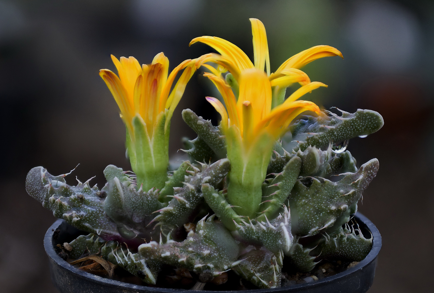 Faucaria tigrina