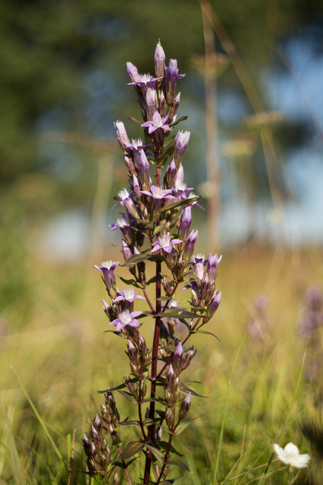 Hořeček drsný Sturmův (Gentianella obtusifolia subsp. sturmiana)