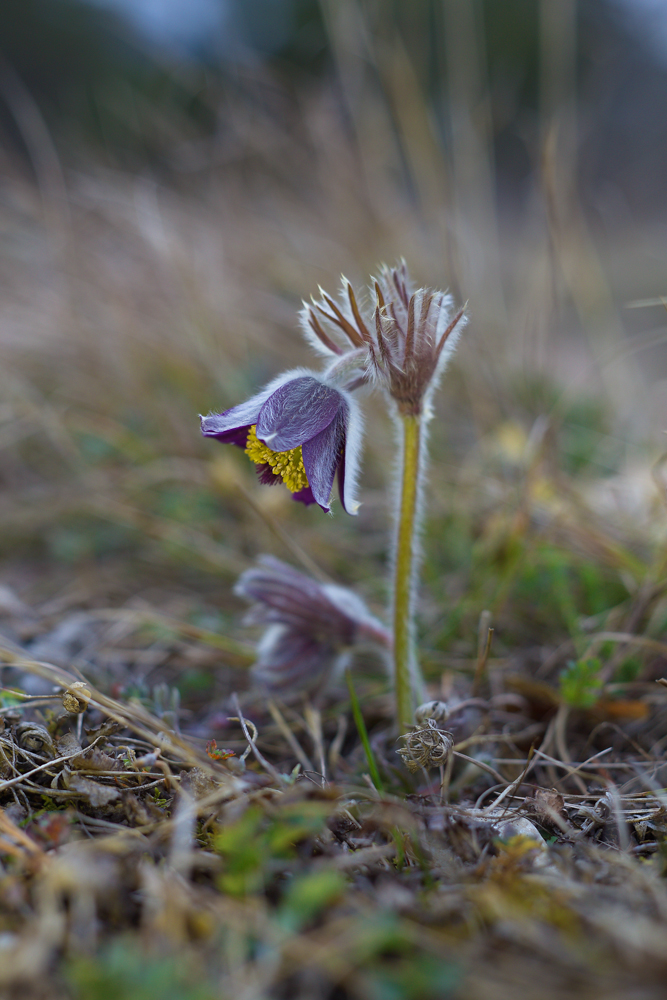 koniklec luční český (Pulsatilla pratensis subsp. bohemica)