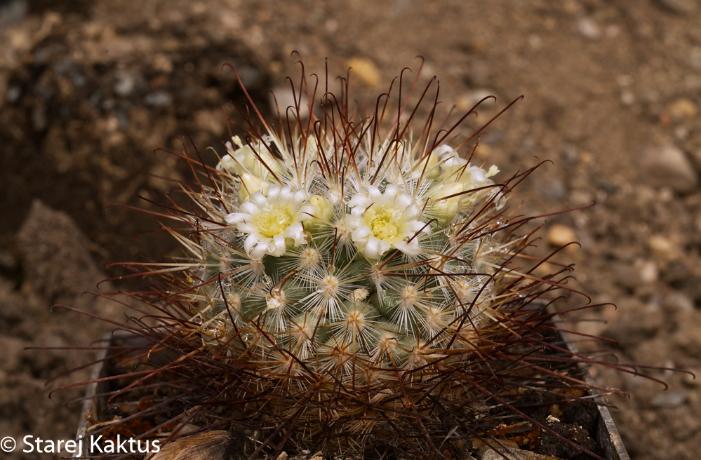 Mammillaria möelleriana
