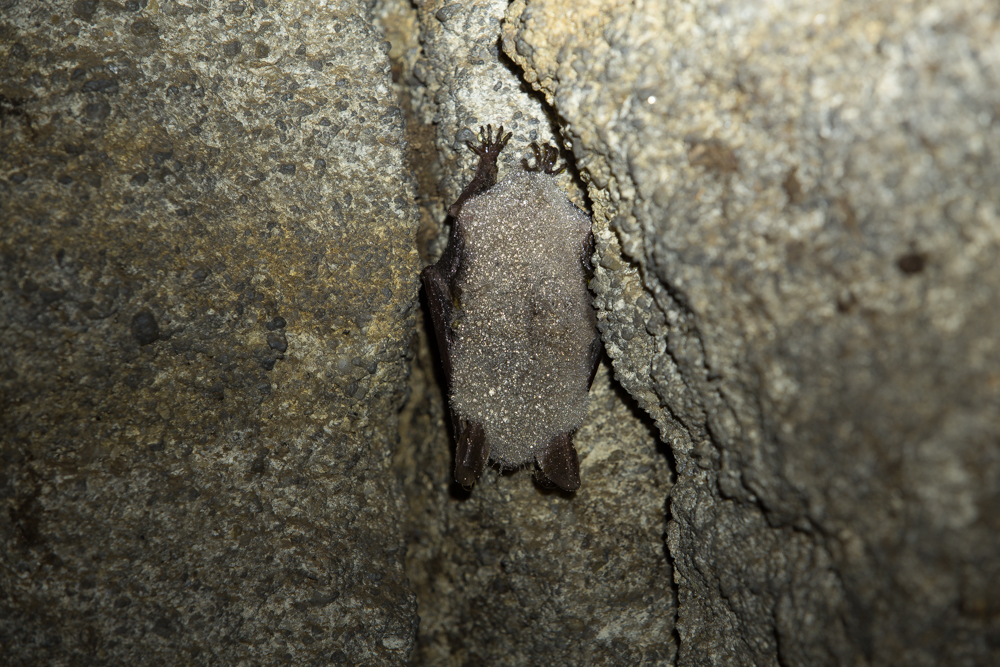 netopýr velký (Myotis myotis)