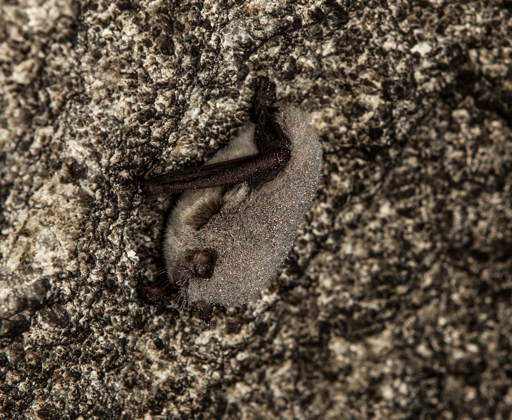 netopýr vodní (Myotis daubentonii)
