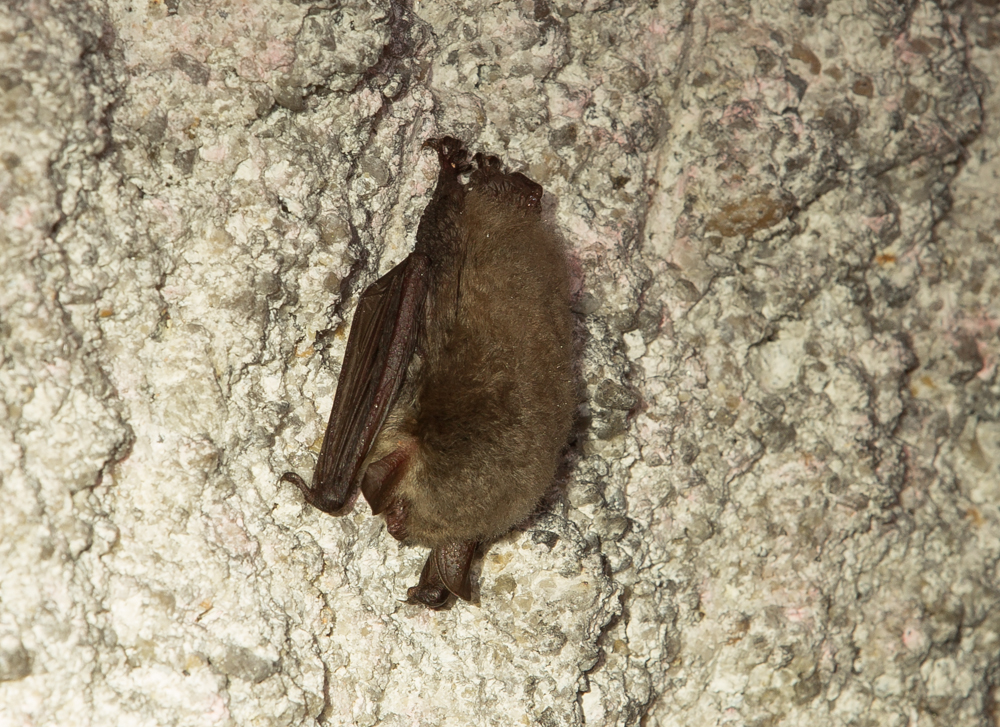 netopýr vodní (Myotis daubentonii)