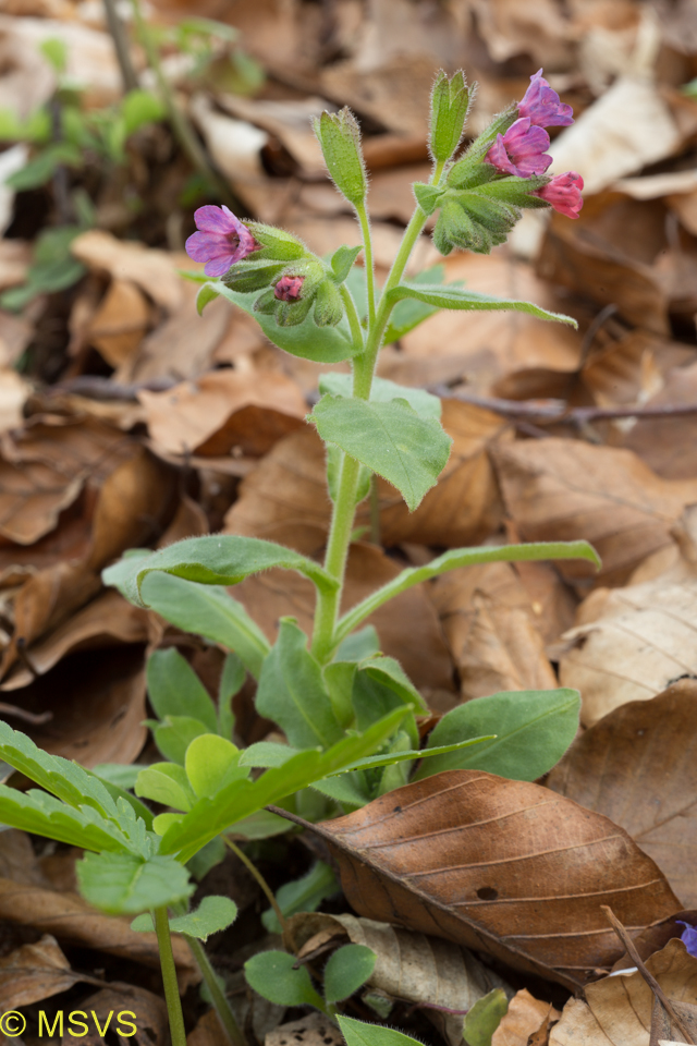 plicník lékařský (Pulmonaria officinalis)