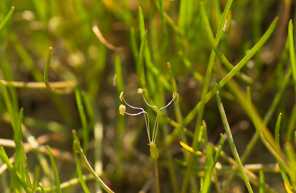 pobřežnice jednokvěté (Littorella uniflora)