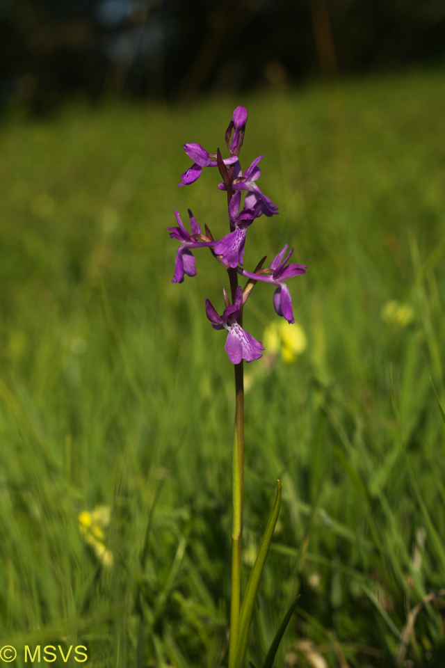 rudohlávek bahenní (Anacamptis palustris)