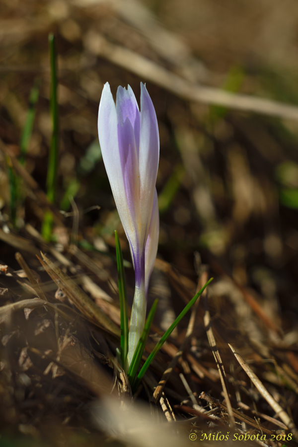 šafrán bělokvětý (Crocus albiflorus)