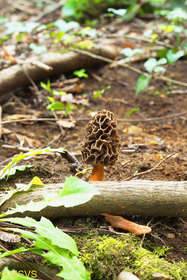 smrž obecný (Morchella esculenta)