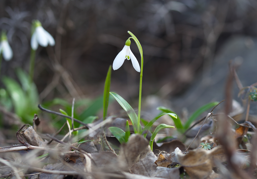 sněženka podsněžník (Galanthus nivalis)