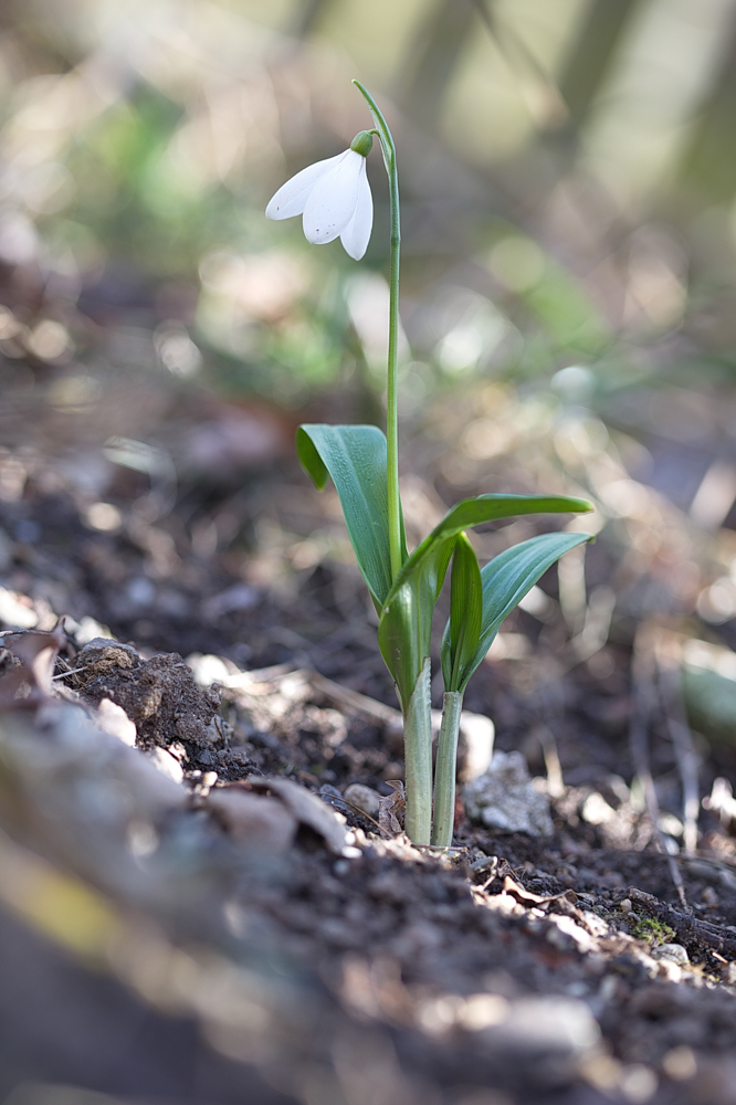 sněženka podsněžník (Galanthus nivalis)