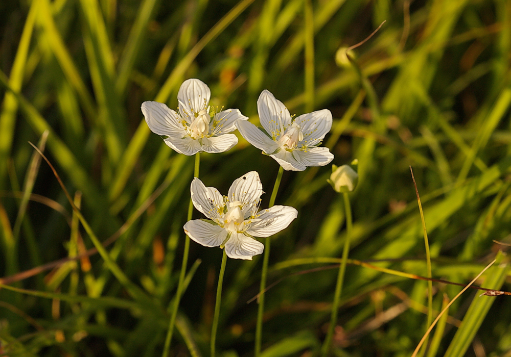 tolije bahenní (Parnassia palustris)