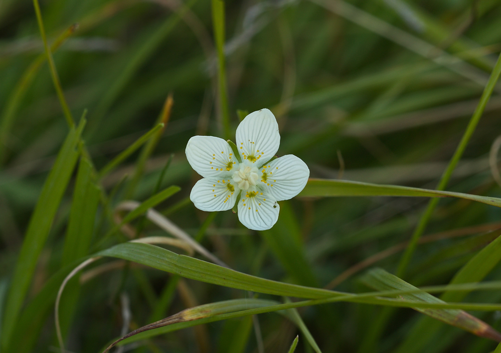 tolije bahenní (Parnassia palustris)