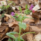 plicník lékařský (Pulmonaria officinalis)