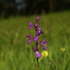 rudohlávek bahenní (Anacamptis palustris)