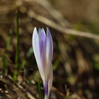 šafrán bělokvětý (Crocus albiflorus)