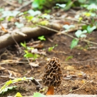 smrž obecný (Morchella esculenta)